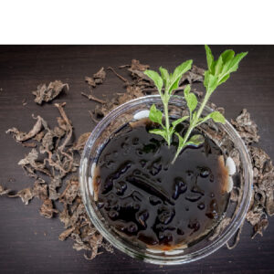 Black jelly Grass product image