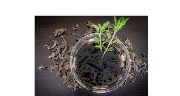 Black jelly Grass product image